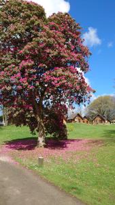 a tree filled with pink flowers in a field at 128 Hengar Manor in Bodmin