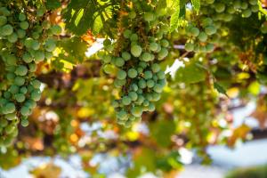 Vonkajšia záhrada v ubytovaní Cortijo La Presa