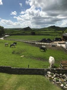 a group of cows grazing in a field at Fernydale Farm Bed & Breakfast in Earl Sterndale