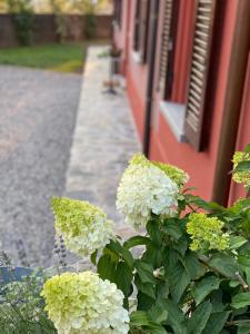 Zahrada ubytování Il Mallo Verde - Lake Como B&B