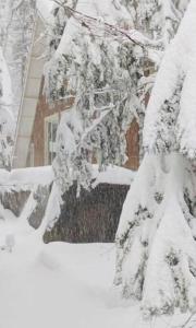 a tree covered in snow in front of a house at Modern Cabin Get Away - close to APPLE HILL in Pollock Pines
