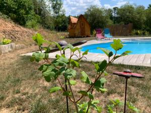 a plant in a yard next to a swimming pool at Insolite avec piscine Au Bonheur Comtois in Ronchamp