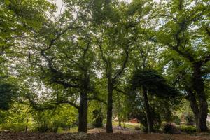 a group of trees in a park at Mialon rural apartment: haven of calm in nature in La Esperanza