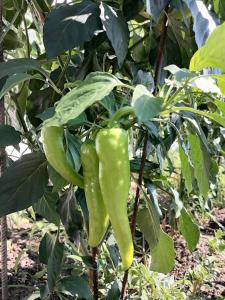 a green chili pepper hanging from a tree at Alexandra's Studios in Kechria