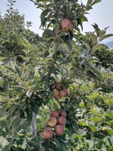 a bunch of apples on a tree in a field at Alexandra's Studios in Kechria
