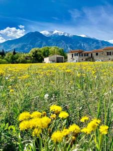 un champ de fleurs jaunes avec des montagnes en arrière-plan dans l'établissement Gite Le Canigou 3* dans un Mas typique catalan, à Prades