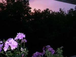 Vonkajšia záhrada v ubytovaní A Casa di Stella