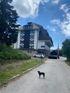 Haiwan peliharaan atau haiwan-haiwan peliharaan yang menginap dengan tetamu di Аpartman 511 Zupa