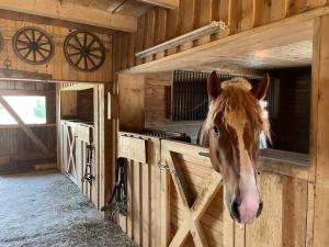 a horse is sticking its head out of a barn at Apartment Drexler by Interhome in Arrach