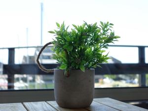uma planta em um vaso sentado em uma mesa em Apartment Les Marinas by Interhome em Deauville