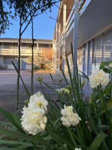 a bunch of white flowers in front of a building at Gateway Motor Inn in Narrandera