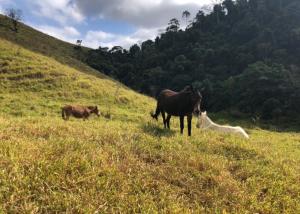 two horses and a dog in a grassy field at Vivenda dos Guaranys - uma imersão na natureza - Loft in Conservatória