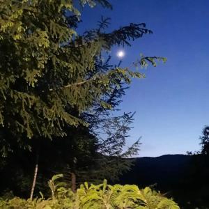 Una luna en el cielo detrás de un árbol en KALMul naturii, iureșul pădurii, en Firiza-de-Jos