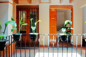 a group of plants in pots on a fence at Casa Rosa Mexicano in Oaxaca City