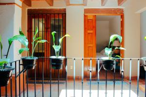 um grupo de plantas em vasos sobre uma cerca em Casa Rosa Mexicano em Oaxaca de Juárez