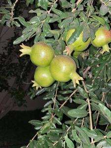 Banda zielonych owoców na drzewie w obiekcie فيلا اورنيلا w mieście Al Hada