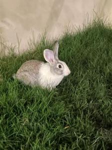 a rabbit is sitting in the grass at فيلا اورنيلا in Al Hada