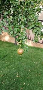 Kebun di luar فيلا اورنيلا