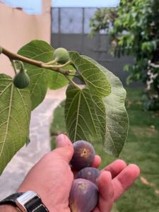 Kebun di luar فيلا اورنيلا