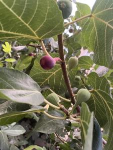 Kebun di luar فيلا اورنيلا