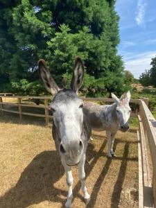 a donkey and a baby donkey standing next to a fence at Lakeside Town Farm in Kingston Blount
