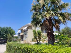 a palm tree in front of a house at Morfi in Lefkada Town