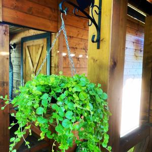 a hanging potted plant hanging from a building at Osada Międzywodzie in Międzywodzie