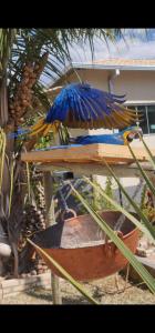 a blue and yellow bird sitting on a table at POUSADA CANTO DOS PÁSSAROS in Alto Paraíso de Goiás