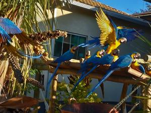 a group of blue and yellow parrots sitting on a fence at POUSADA CANTO DOS PÁSSAROS in Alto Paraíso de Goiás