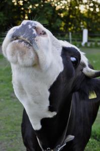 una vaca blanca y negra parada en un campo en Domek na farmie en Sztum