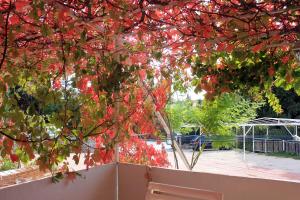 Fotografia z galérie ubytovania Family friendly apartments with a swimming pool Mlini, Dubrovnik - 8579 v Mlini