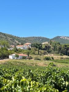 - une vue sur un vignoble avec des maisons en arrière-plan dans l'établissement Camelias et Feïjoas Apartments, à Comigne