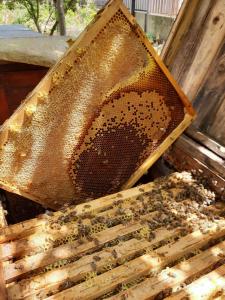 Una colmena llena de abejas en la parte superior en Farkas Szálló, en Báránd