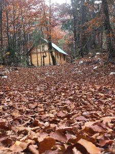 un montón de hojas delante de una cabaña en el bosque en Guesthouse Dioni, en Valbonë