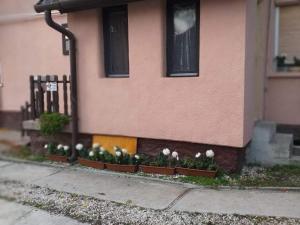 a bunch of flowers in pots on the side of a house at Malomtavi Vendégház Tapolca in Tapolca