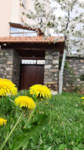 a group of yellow flowers in a yard at Guesthouse Tershana in Peshkopi