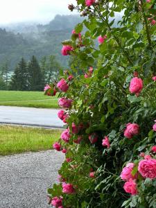 a bush of pink roses next to a road at Ferienwohnung am Mattsee in Guggenberg