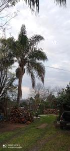 San Javier的住宿－Casanuestra，堆着木柴的院子中的棕榈树