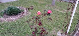 two pink roses in the grass in a yard at Casanuestra in San Javier