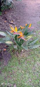 a plant with yellow and orange flowers in the grass at Casanuestra in San Javier