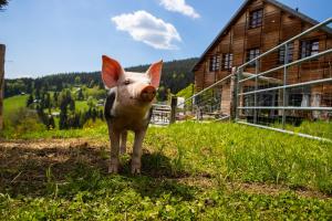 a small pig standing in the grass next to a building at Amenity Hotel & Resort Špindlerův Mlýn in Špindlerův Mlýn