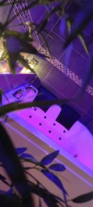 une chambre violette avec une guitare et une plante dans l'établissement Atelier du chill - Bergues, à Bergues