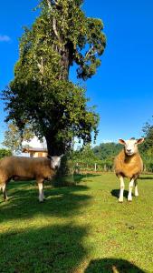 twee schapen in een veld naast een boom bij Hospedagem Bela Roça - Lareira, Passeio a cavalo, ovelhas in Bom Princípio