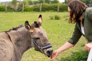 FarbusLogements insolites à la ferme - Yourte, Kota ou Pod的女人在野地里抚摸驴子 更多7张照片