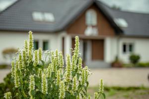 a plant with white flowers in front of a house at LAS APARTAMENTY in Borowy Młyn