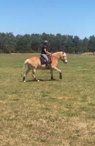 a person riding a horse in a field at Ferienwohnung auf Pferdehof in Dreetz