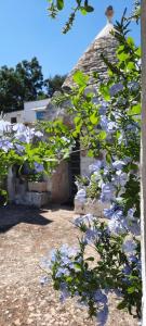 Foto dalla galleria di TRULLO PIETRAPOESIA a Ostuni