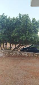 a car parked next to a row of trees at Theros house in Kythira