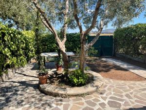 a tree in a garden with potted plants at L'Antico casale dell'800 in Albinia