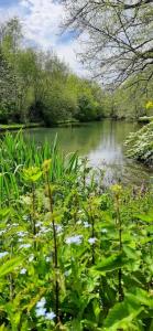 rzeka z mnóstwem zielonych roślin przed nią w obiekcie Gite Pyrénées pleine nature jacuzzi 4/5 pers. w mieście Mifaget